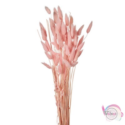 Αποξηραμένo lagurus, ροζ, 60x1cm, 1 μπουκέτο. Λουλούδια