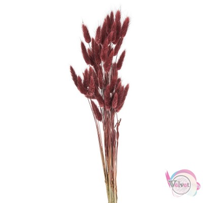 Αποξηραμένo lagurus, κόκκινο, 60x1cm, 1 μπουκέτο. Λουλούδια
