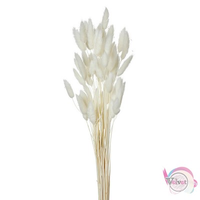 Αποξηραμένo lagurus, λευκό, 60x1cm, 1 μπουκέτο. Λουλούδια